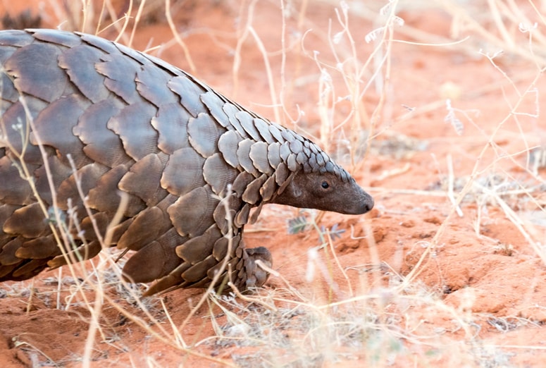 Glavna fotografija članka:NIJZ pojasnjuje: Tako običajno pride do prenosa virusa z divjih živali na ljudi