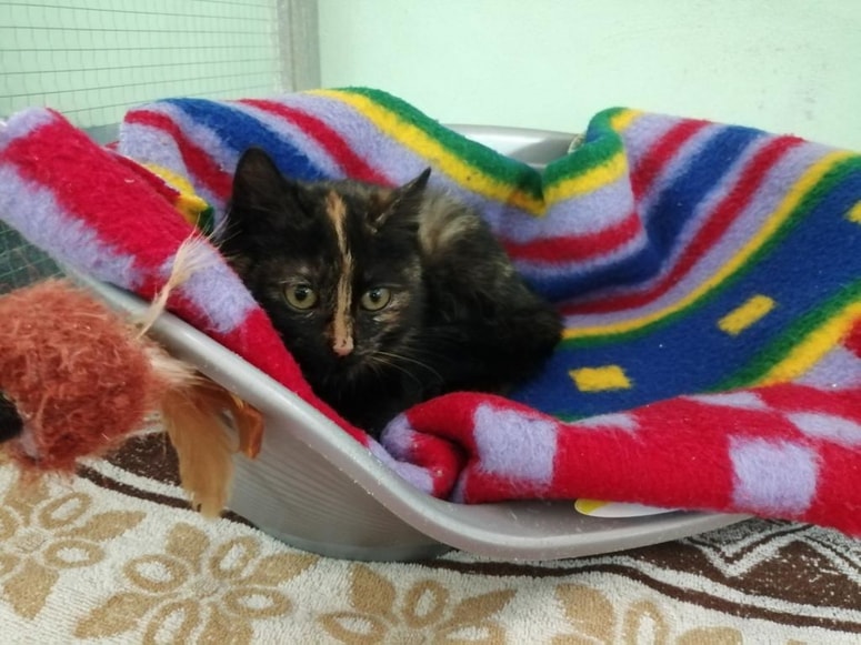 Pihica je sprva pihala. 