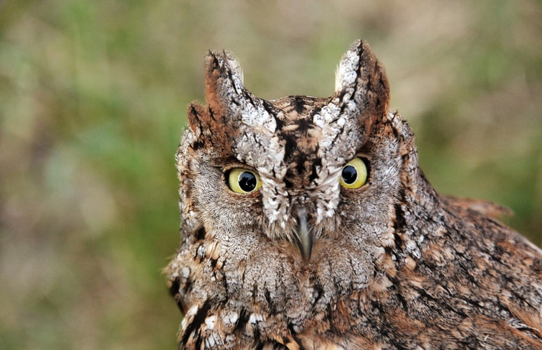 Za velikega skovika so najpomembnejše mejice in visokodebelni sadovnjaki.