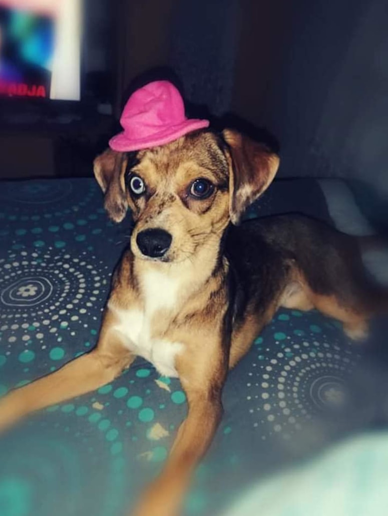 Dona ima eno oko modro, drugo pa rjavo. 