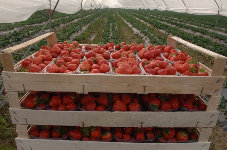 Kot posledica trenutnih dogajanj se bo živilski trg uravnovesil. Tako recimo jagod ne bomo jedli za božič, temveč takrat, ko zrastejo. 