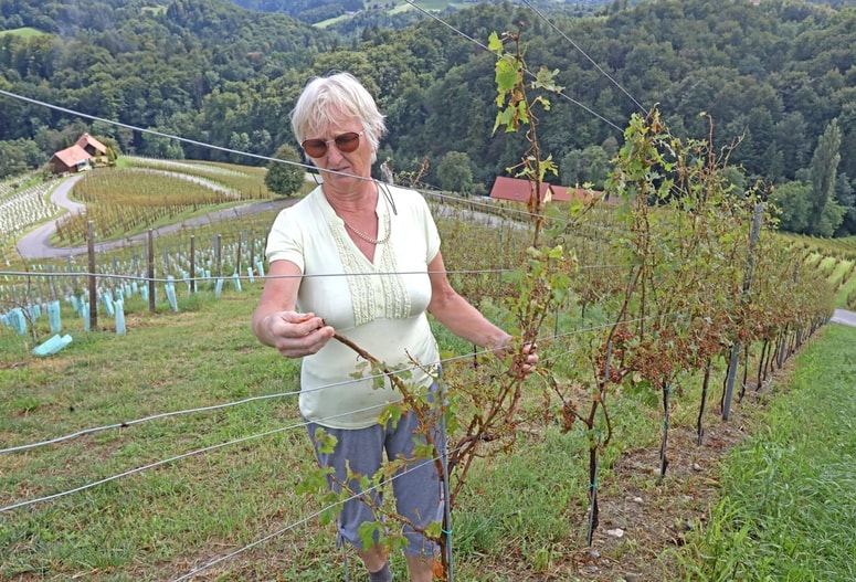 Znamenito srce med vinogradi, ki jih je lani stolkla toča, letos pa prizadela pozeba, letno s fotografijami ovekoveči med 10 in 15 tisoč obiskovalci