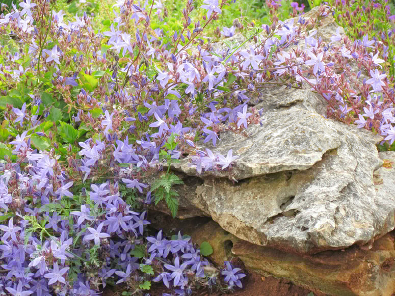 Campanula poscharkyana je le ena od zvončnic, primernih za ozke špranje.