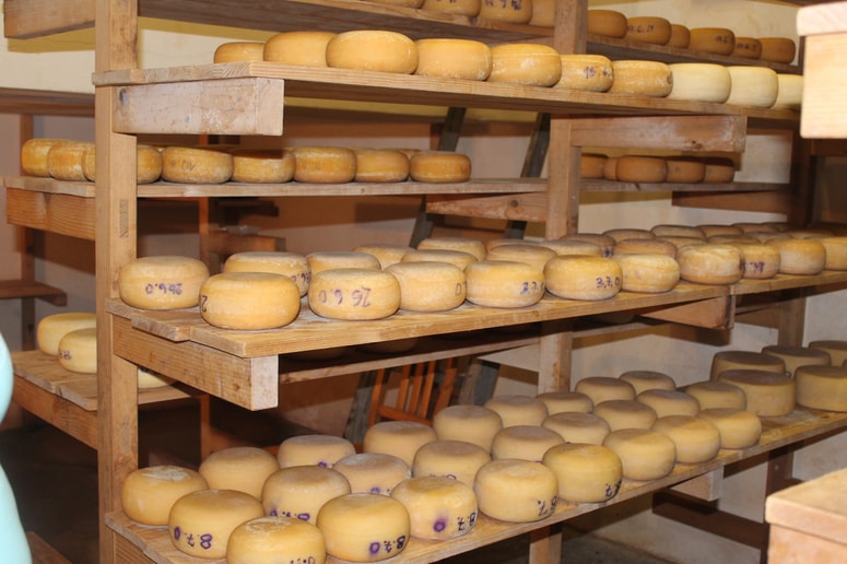 Z izdelavo sira se ukvarja čedalje več kmetij.