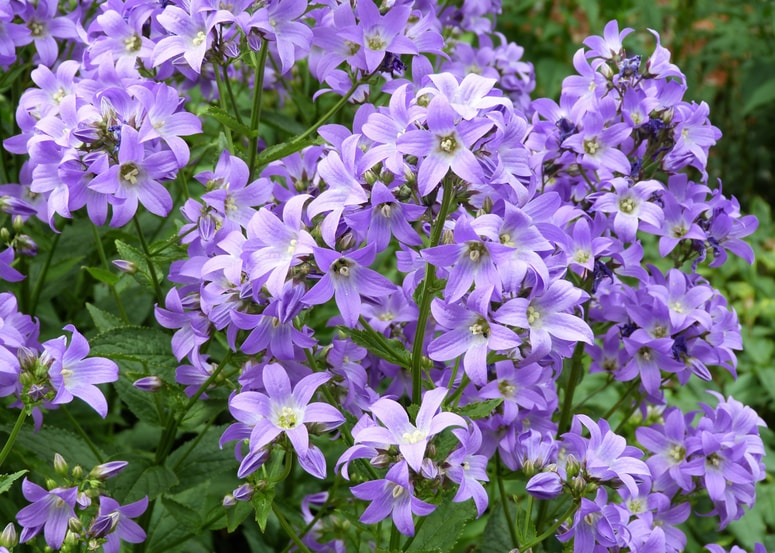 Če želimo okusno in visoko zvončnico, si posadimo vrsto Campanula lactiflora.