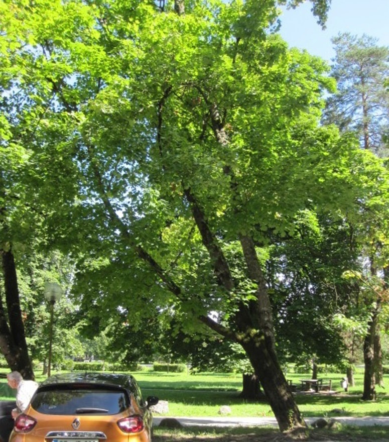 Glavna fotografija članka:Po neurju v celjskem mestnem parku: Dve drevesi bo treba zaradi poškodb odstraniti