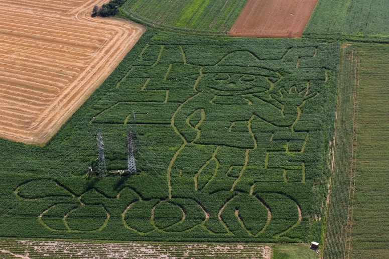 Koruzo so letos zasadili v obliki mahajočega možiclja. 