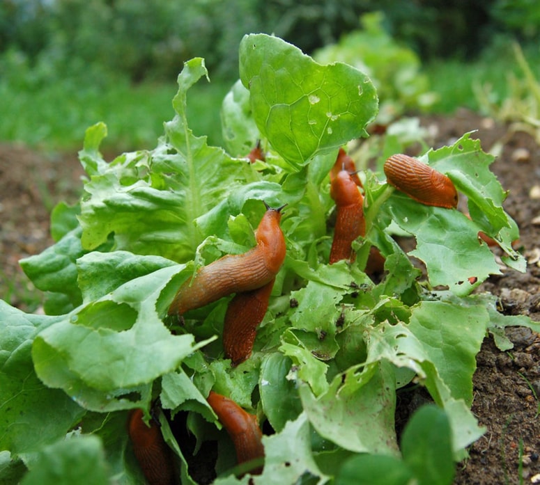 Glavna fotografija članka:Polžek moj, kaj boš uničil nocoj?