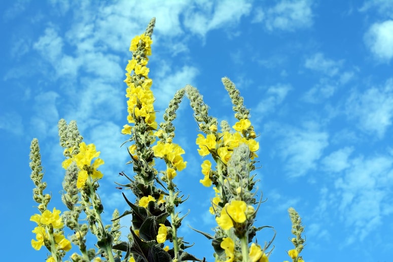 Zdravilen je le cvet.