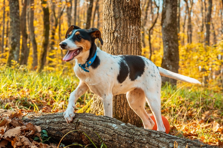 Glavna fotografija članka:Mala črna nadloga