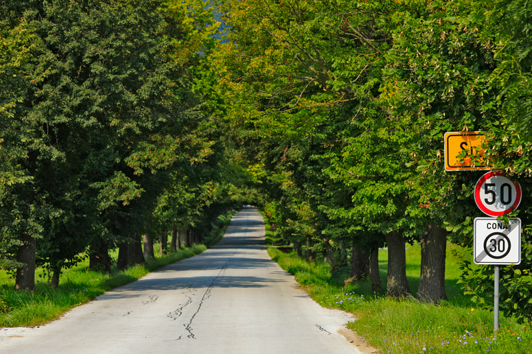 Prav boleče si je predstavljati, kako bo krajina in zdaj tako edinstvena pot do pivolskega gradu videti brez te skoraj kilometra dolge zelene kače lip. 