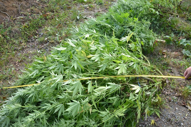 Kriminalisti so v vikendu v okolici Kopra našli dobra dva kilograma posušenih delcev konoplje, na parceli pa posekali osem sadik te rastline. Fotografija je simbolična. 