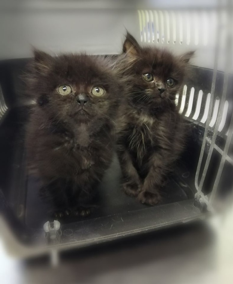 Feby in Fini sta še mladički. 