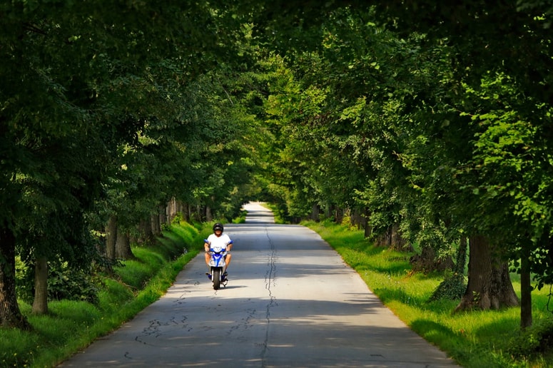 Če bo odločitev ministrstva obveljala, bo drevored zelo verjetno ohranjen. 