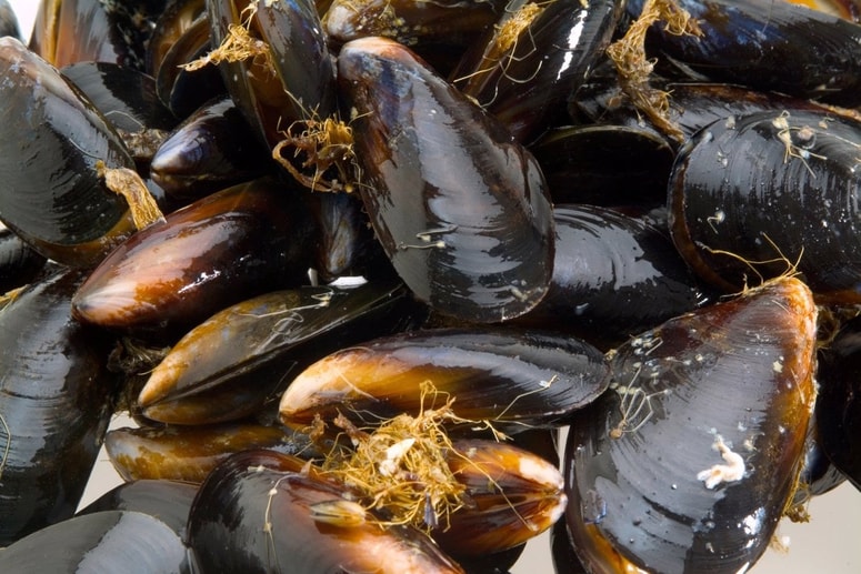 Školjke delujejo kot filtri in v sebi kopičijo nevarne viruse iz onesnaženega morskega okolja.