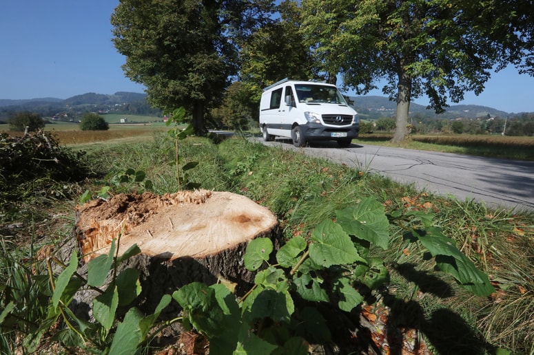 V drevoredu v Pivoli so zaradi inšpekcijske odločbe posekali 21 lip. 