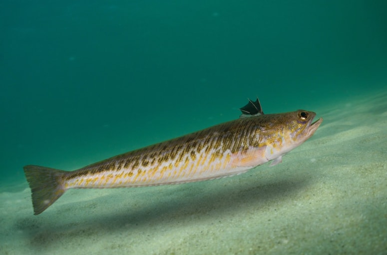 Morski pajek živi v Jadranskem morju in je ena najbolj strupenih rib na tem območju.