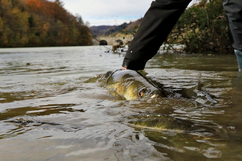Glavna fotografija članka:(FOTO in VIDEO) V reko Dravo izpustili stopetdeset kilogramov smučev