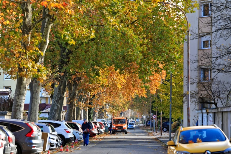 V Kamniški ulici je 37 dreves javorolistne platane. 