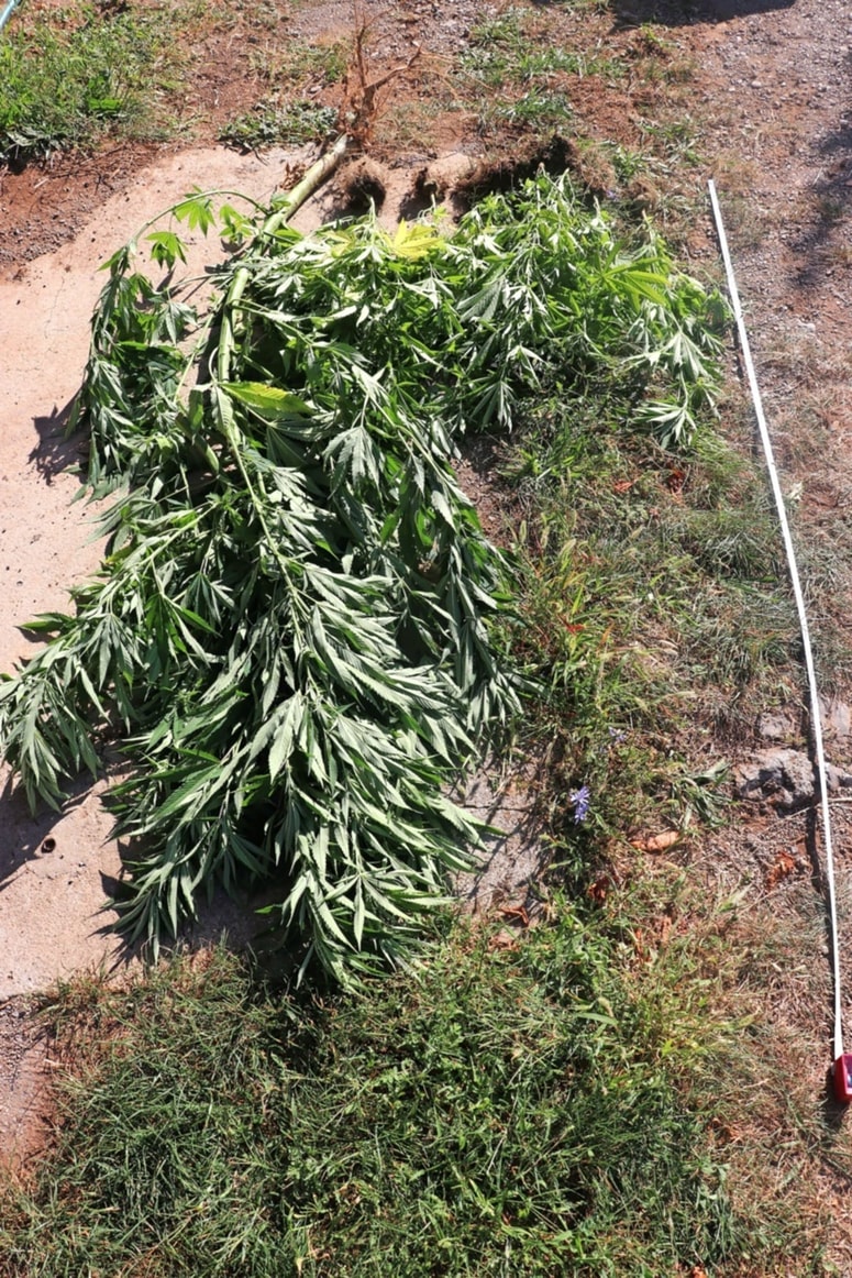 Na parceli kriminalistovega očeta so zasegli osem sadik konoplje, visokih od 1,5 do dveh metrov. 