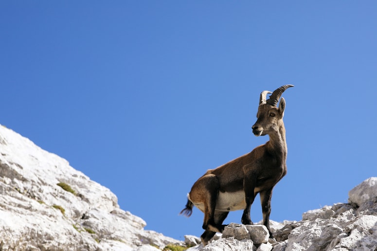 Glavna fotografija članka:(POGLED) Domovina je ena, nam vsem dodeljena