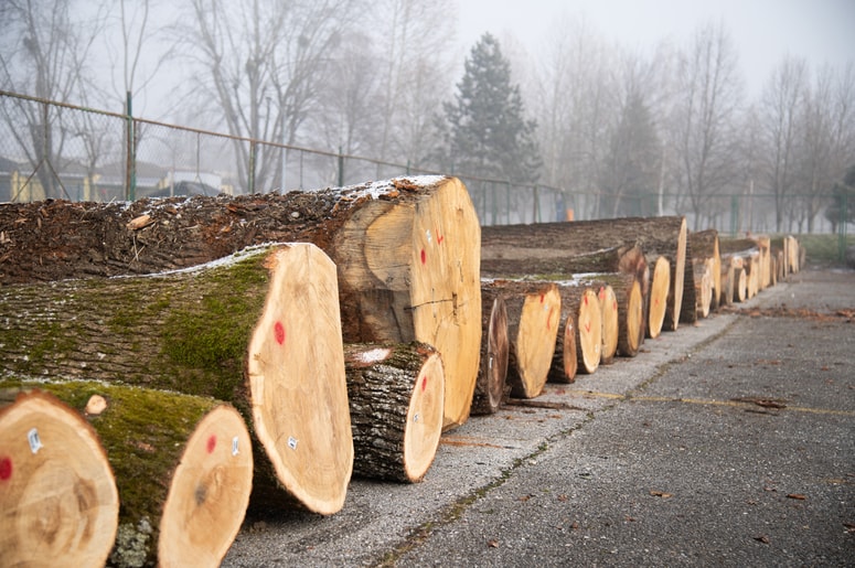 Na sejmišču za zdaj najdemo hlodovino hrasta doba in gradna ter nekaj lesa oreha in tulipanovca, organizatorji pa pričakujejo še jesen, hruško, brest, divjo češnjo in robinijo. 