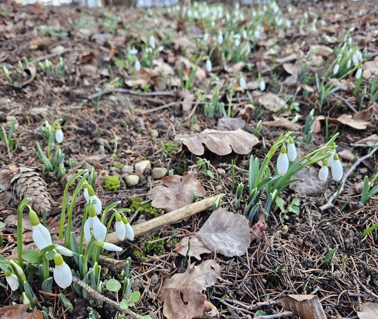 Navadni mali zvonček (lat. Galanthus nivalis) je zelo priljubljena spomladanska rastlina, ki pa cveti že pozimi. 
