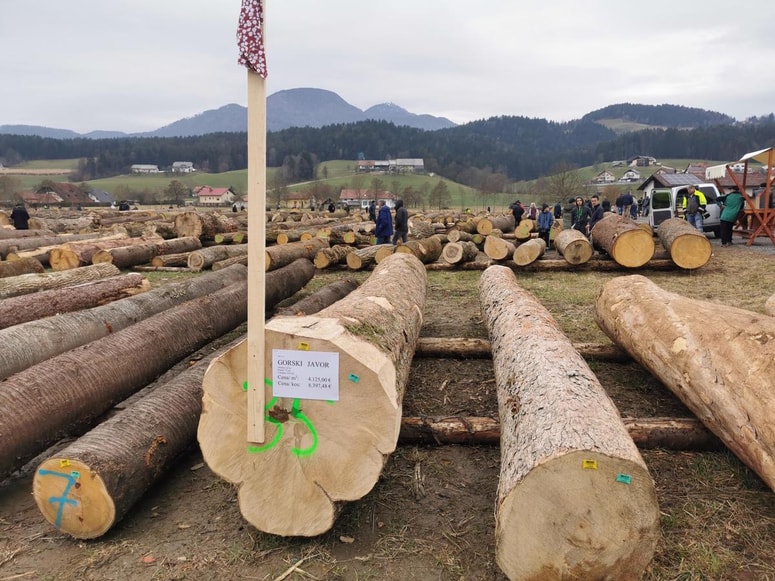 Na licitaciji na Koroškem vsako leto najvišje cene dosegajo hlodi gorskega javorja rebraša, visoke cene pa dosegajo tudi druge drevesne vrste. 