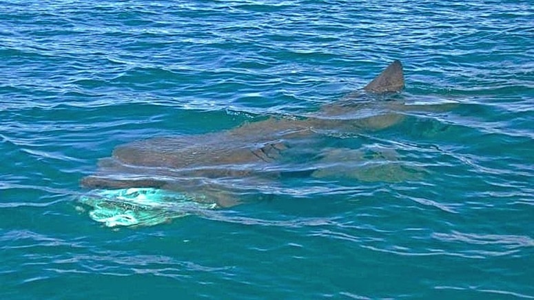 Primerek morskega psa orjaka, ki so ga konec tedna opazili v morju med Križem in Nabrežino.