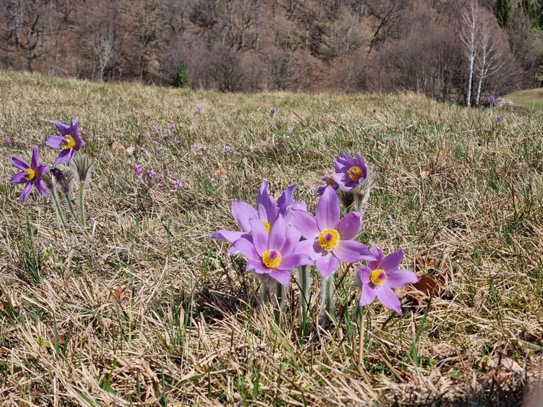 Razveseljivo je, da je velikonočnic letos več. 