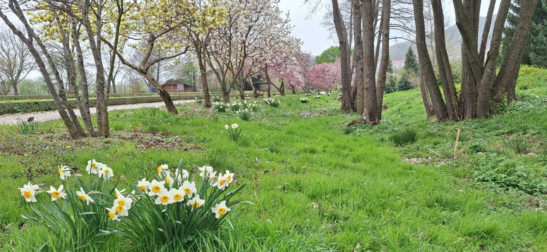 V Botaničnem vrtu Univerze v Mariboru je sedaj na ogled več vrst magnolij in narcis v cvetu. 
