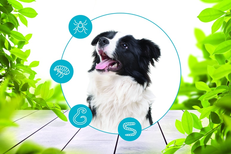 Glavna fotografija članka:Preventiva in redno zatiranje sta najpomembnejša za zdravje živali