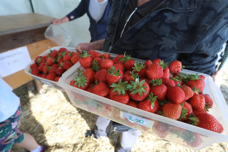 V EU so prodirale tudi jagode iz Egipta, ki so vsebovale prepovedan pesticid. 