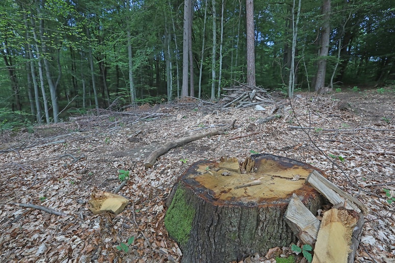 V gozdu na obmolčju Žalovič se je zgodila tragična nesreča. 

