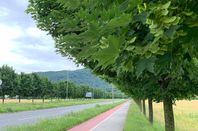 Drevored ostrolistnega javorja 