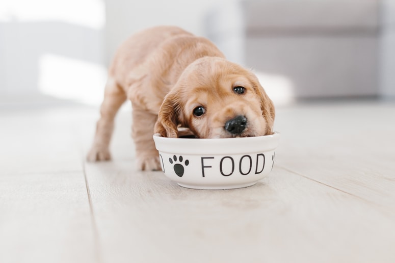 Glavna fotografija članka:Hrana ROYAL CANIN®, prilagojena za pse vseh velikosti in starosti