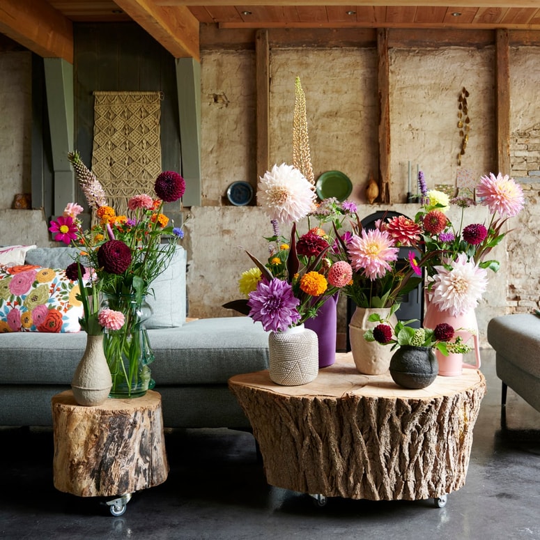 Dalije v vsem svojem bogastvu oblik in barv
