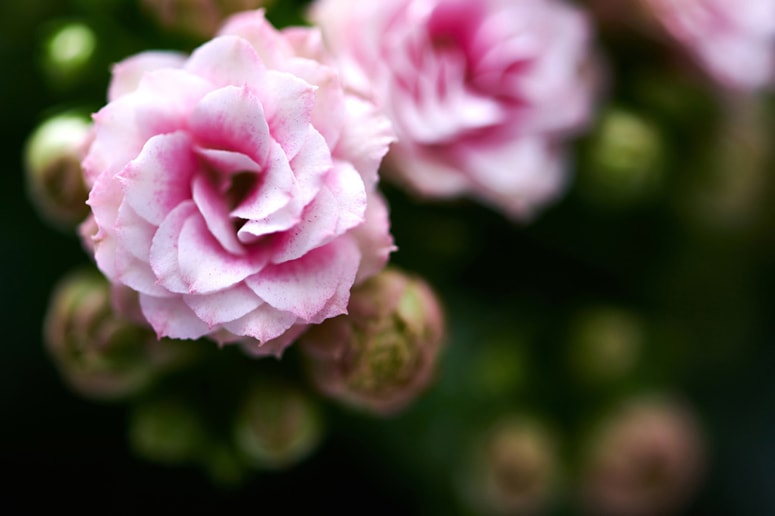 Polnjene sorte kalanhoj imajo cvetove, ki spominjajo na male vrtnice. 