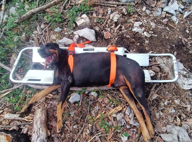 50-kilogramski doberman se je s sprehoda vrnil na nosilih. 