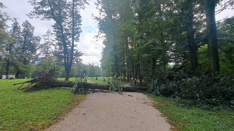 Park Ravne, podrto drevo po neurju 