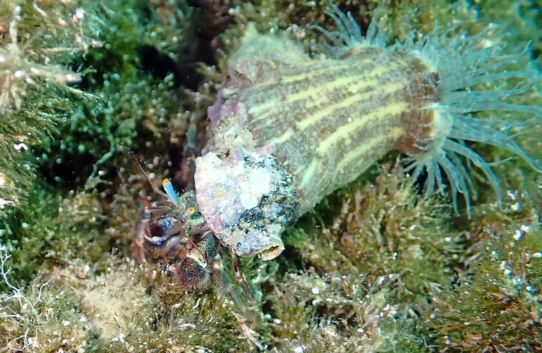 Rak samotarec ima na hišici stražno vetrnico, ki ga varuje. 