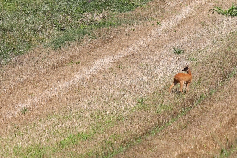 Skupaj z lokalnimi lovci in piloti brezpilotnih letalnikov pregledujejo kmetijske površine, da bi pred košnjo rešili srnje mladiče, ki se skrivajo v visoki travi. Fotografija je simbolična. 