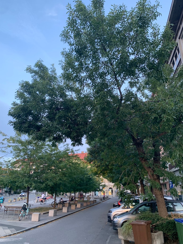 Nasad gledičij na Glavnem trgu
