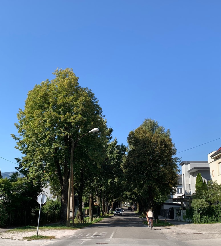 Lipov drevored v Turnerjevi ulici
