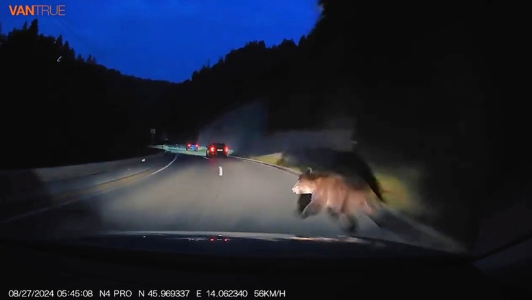 Posnetek trka avtomobila z medvedom je na svojem facebook profilu objavil zavarovalniški agent Aleksander Paglavec. Ocena škode na vozilu njihovega zavarovanca včeraj še ni bila znana.