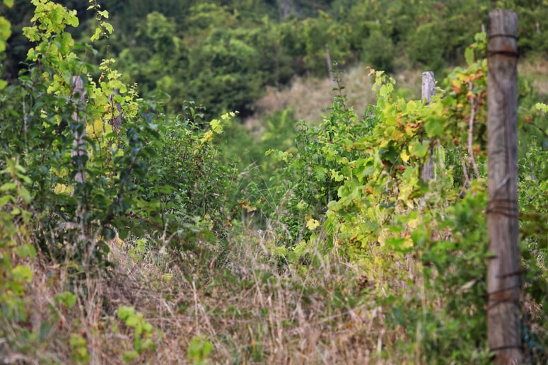 Glavna fotografija članka:(PISMO BRALCA) Obnova vinogradov na mariborski Piramidi