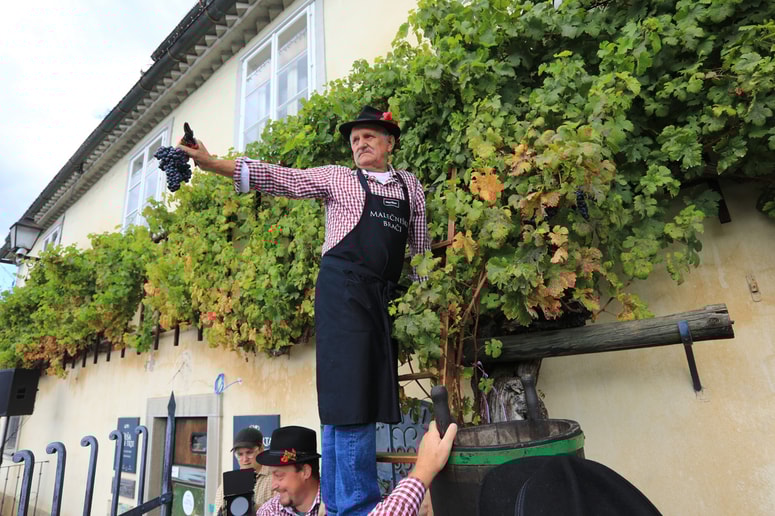 Glavna fotografija članka:Kaj prinaša 25. Festival Najstarejše trte v Mariboru: Kdo bo letos odrezal prvi grozd Guinnessove rekorderke?