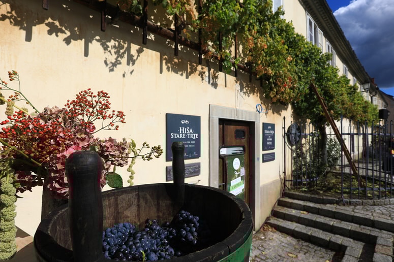 Čeprav pri državi še ni dobila prave veljave, od Zafošnikovega korenitega reza vse cveti tudi okoli Stare trte.