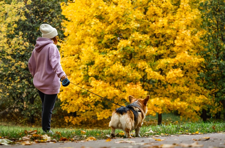 V nemških gospodinjstvih naj bi lani živelo okoli 10,5 milijona psov.