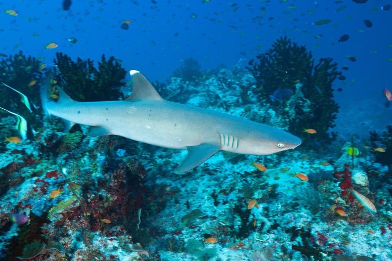 Glavna fotografija članka:Spet bodo dovolili lov na morske pse